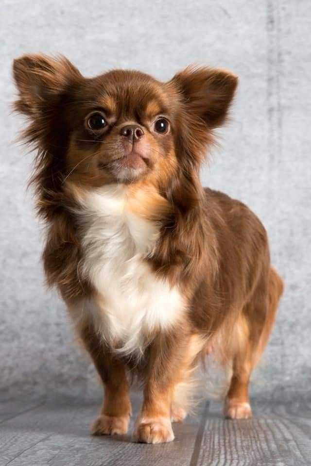 Хаски с голубыми глазами