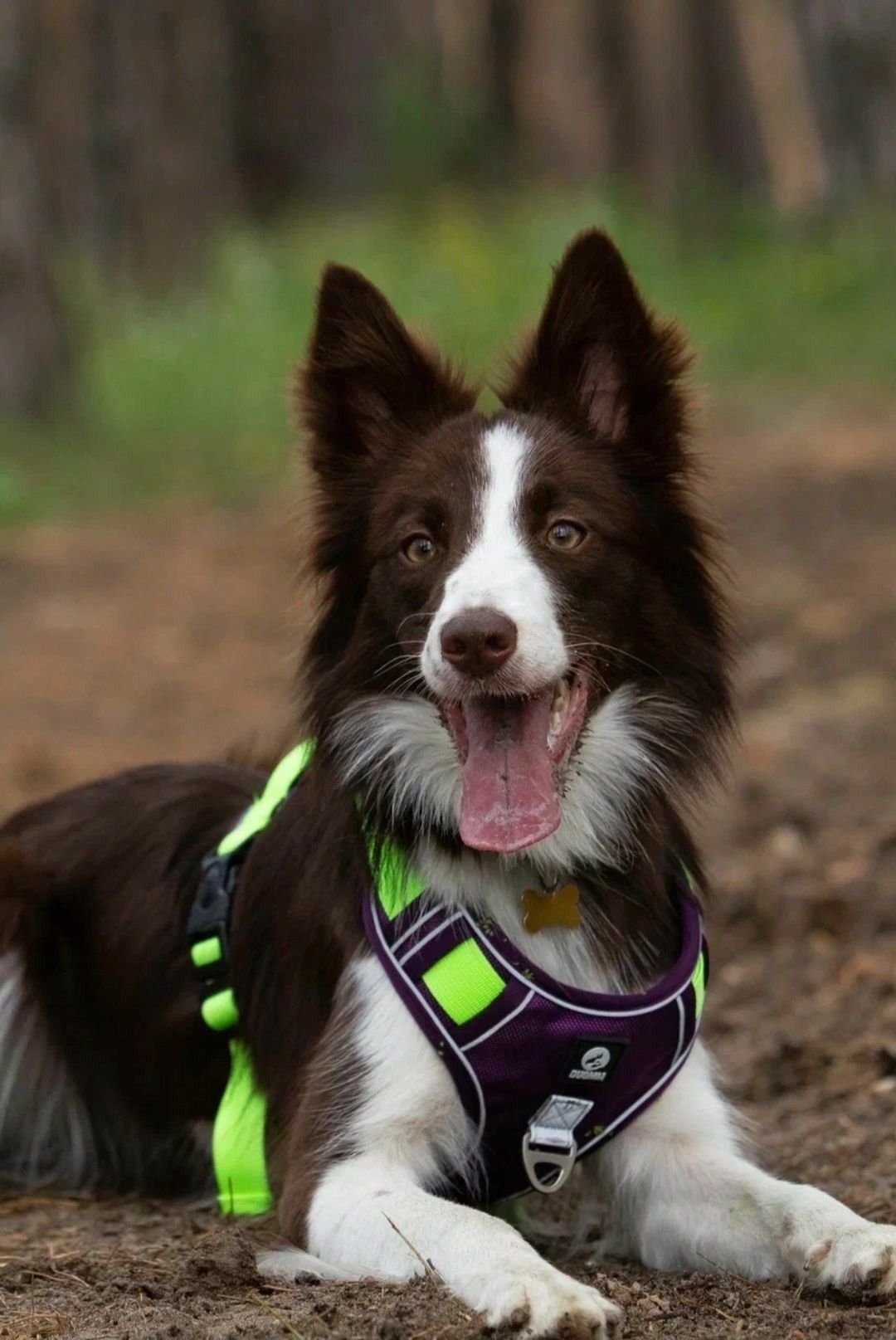 Немецкая овчарка